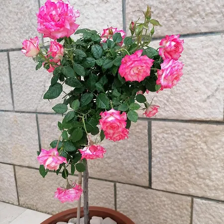 Apartman Ruzica Pucisca Exterior foto