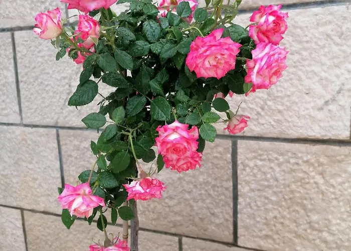 Apartman Ruzica